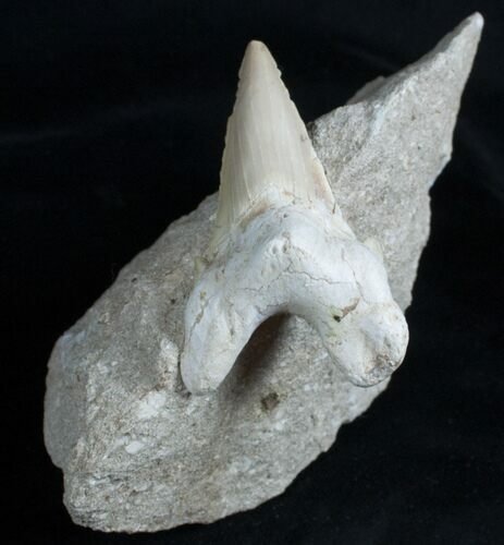 Otodus Fossil Shark Tooth In Matrix #3513